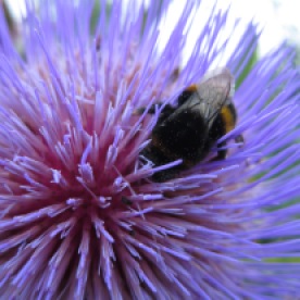 Bumblebee and globe thistle (Snowshill Manor, England)