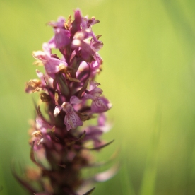 Wild orchid (Yarlington, England)